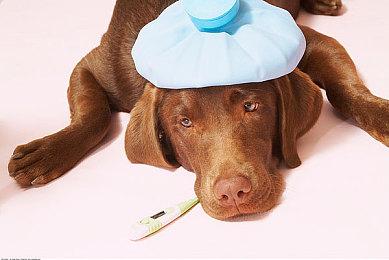 《吸血鬼幸存者》Switch和Xbox更新多人模式